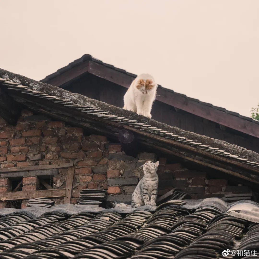 救了1000只猫后，他被网暴了休闲区蓝鸢梦想 - Www.slyday.coM