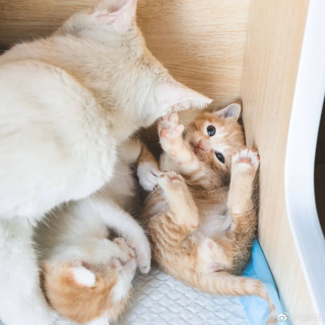 救了1000只猫后，他被网暴了休闲区蓝鸢梦想 - Www.slyday.coM