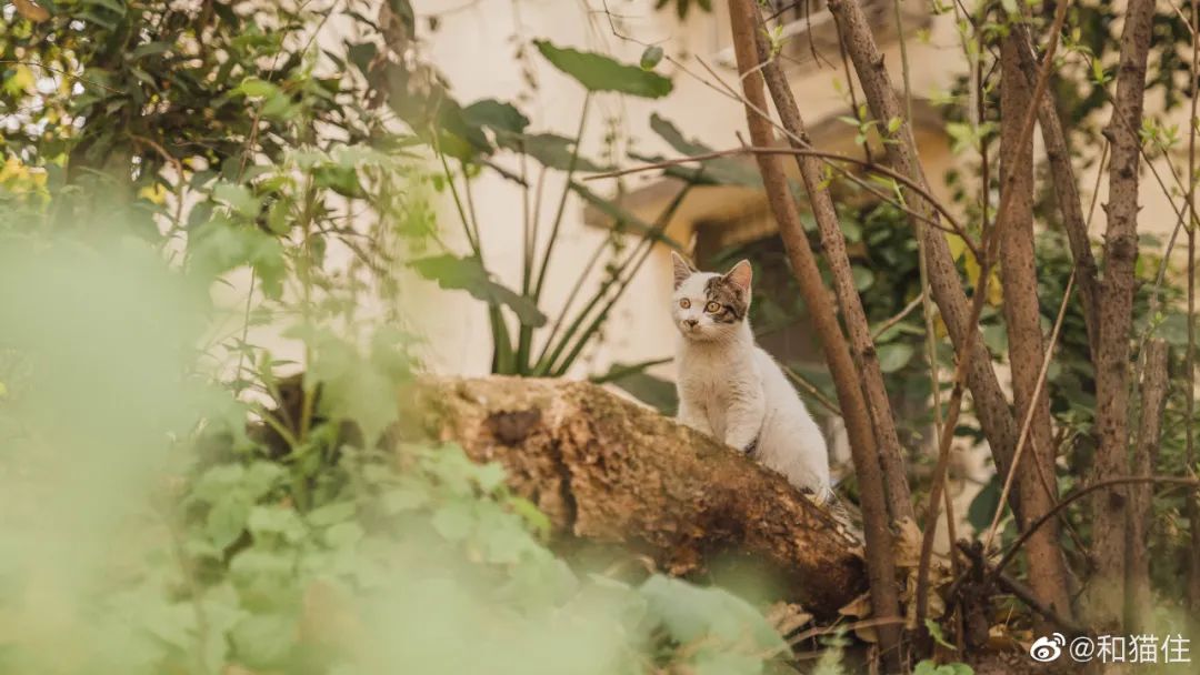 救了1000只猫后，他被网暴了休闲区蓝鸢梦想 - Www.slyday.coM