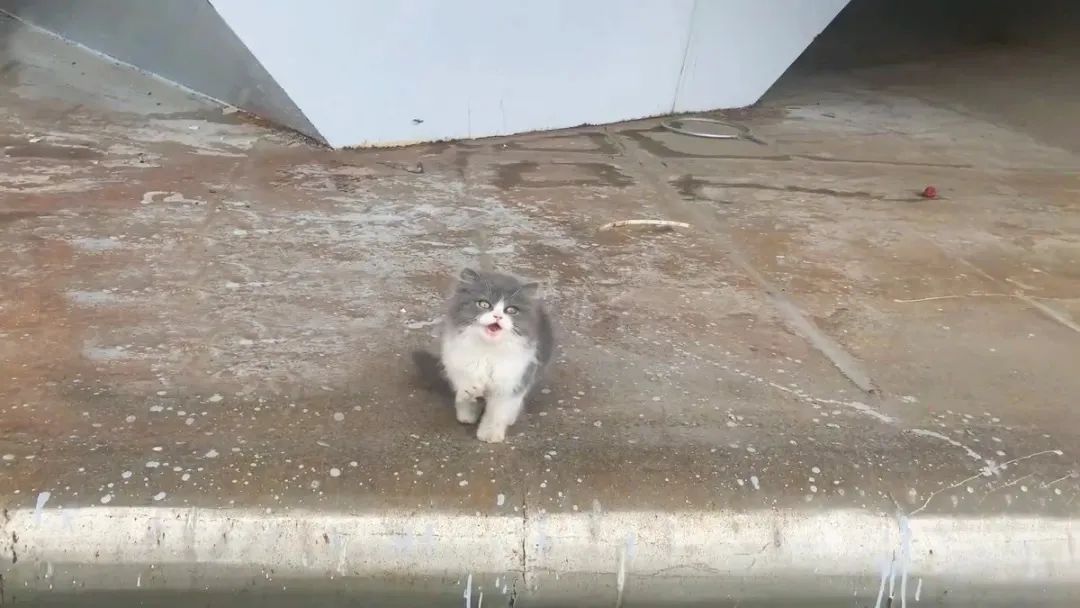 救了1000只猫后，他被网暴了休闲区蓝鸢梦想 - Www.slyday.coM