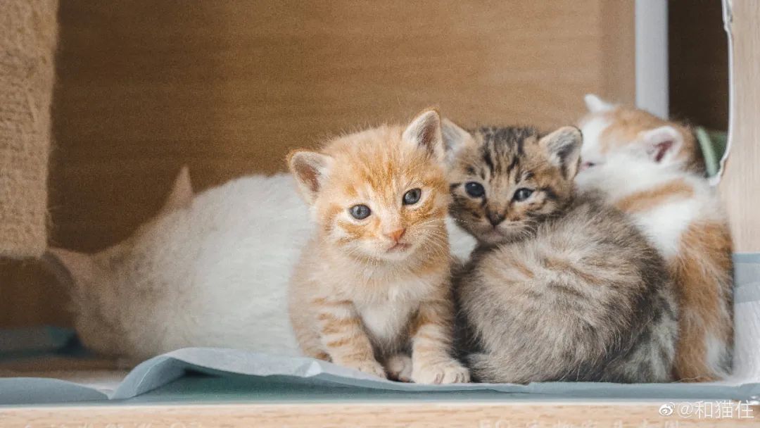 救了1000只猫后，他被网暴了休闲区蓝鸢梦想 - Www.slyday.coM