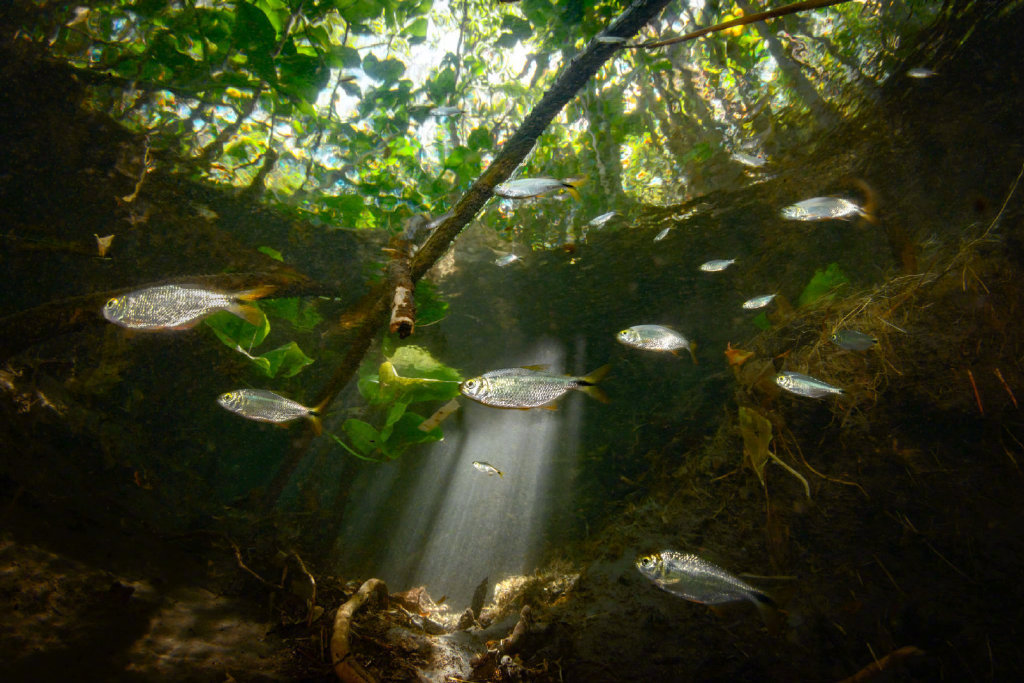 换个角度看看世界鱼眼中的世界