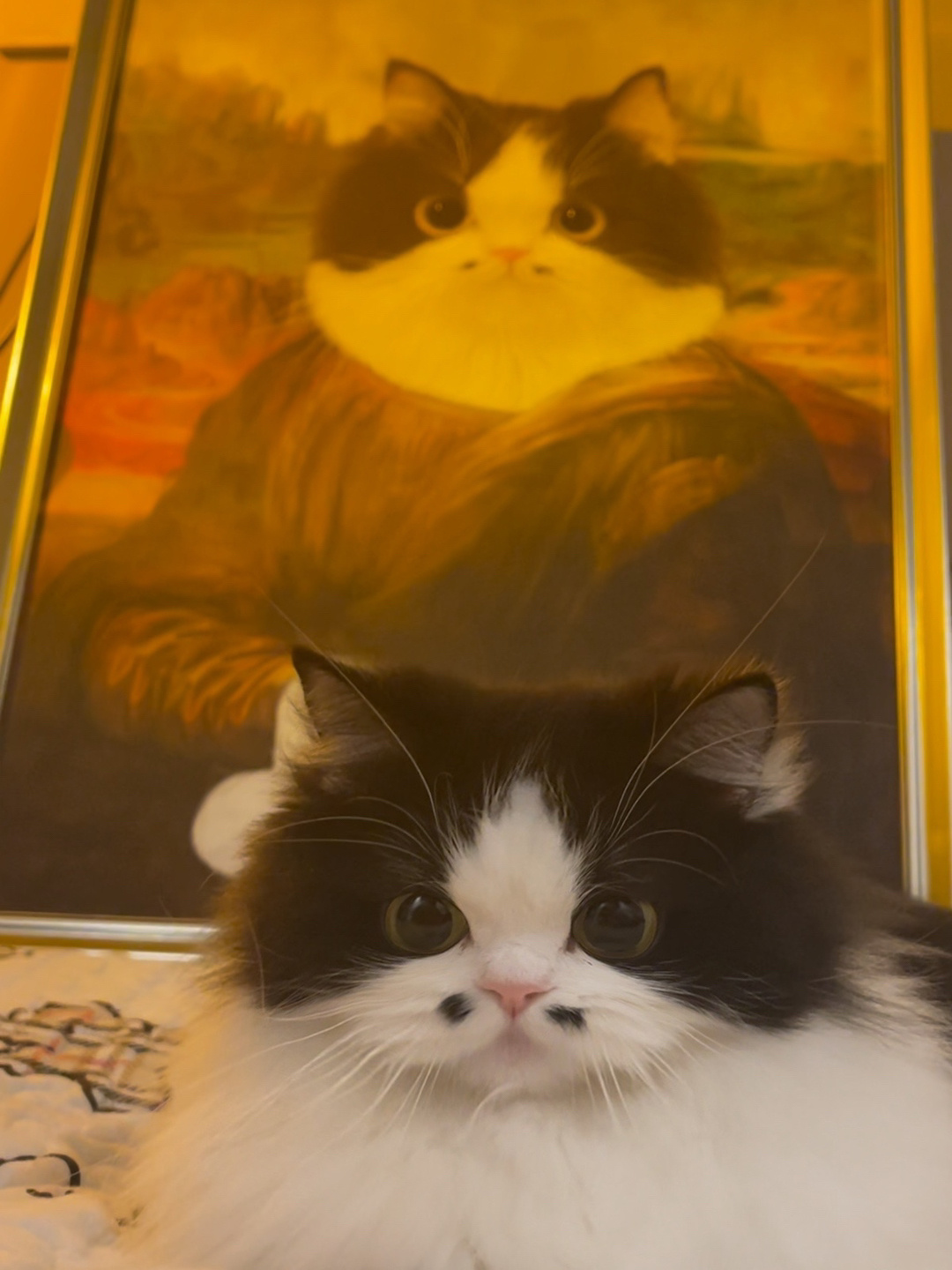 蒙娜丽莎喵-毛利|猫_新浪新闻