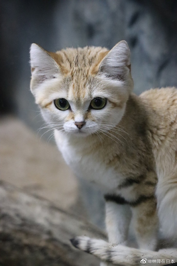 沙丘猫有点儿俊啊