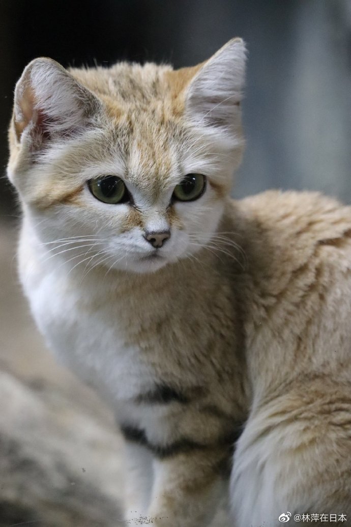 沙丘猫有点儿俊啊