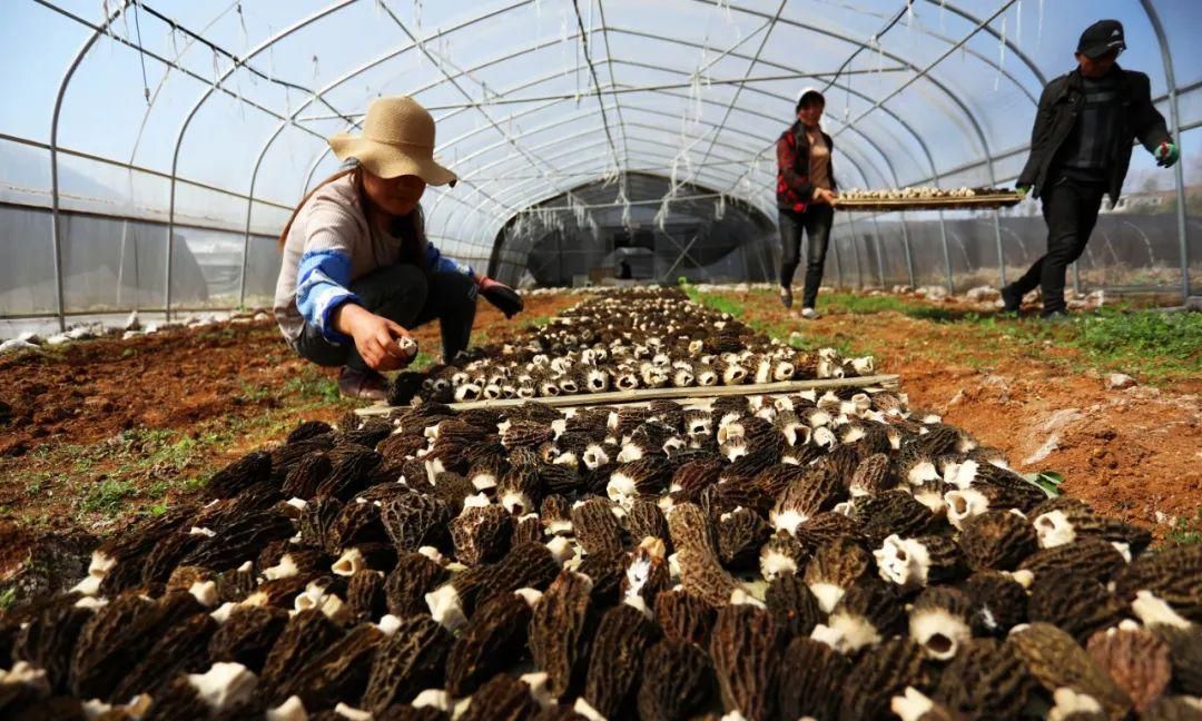 外来女婿蔬菜大棚种蘑菇一个卖10块,1平上百个,换茬栽种效益高|羊肚菌