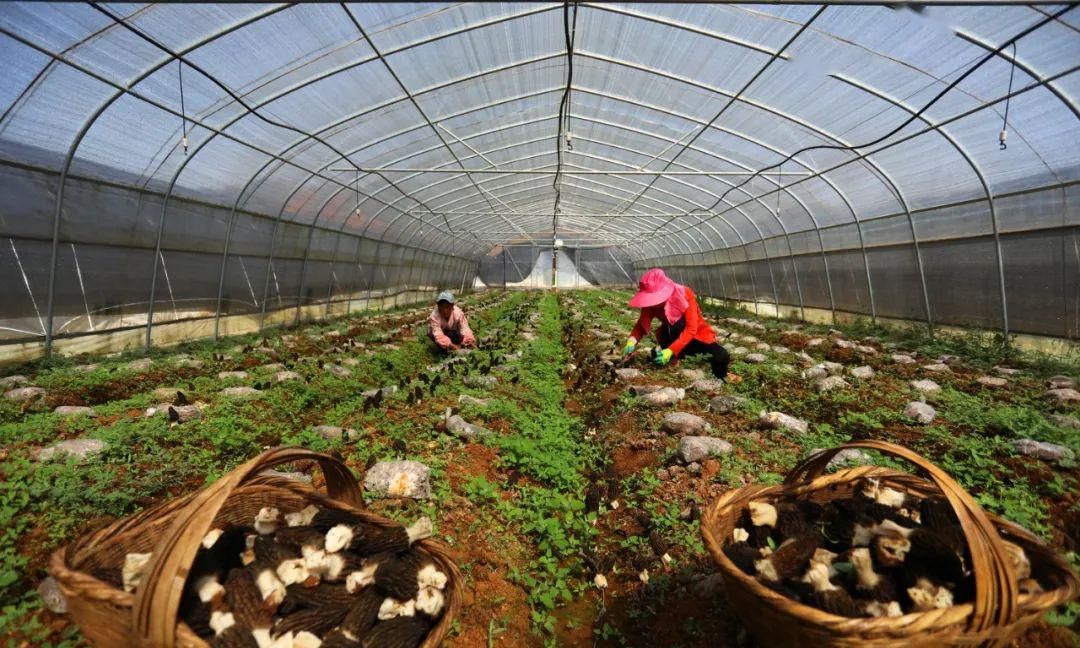外来女婿蔬菜大棚种蘑菇一个卖10块1平上百个换茬栽种效益高