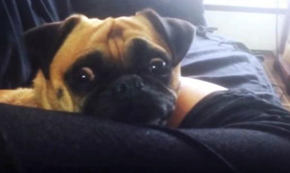 狗狗压住主人的腿死活不起来，主人大喊出门，狗狗一下子就醒了休闲区蓝鸢梦想 - Www.slyday.coM