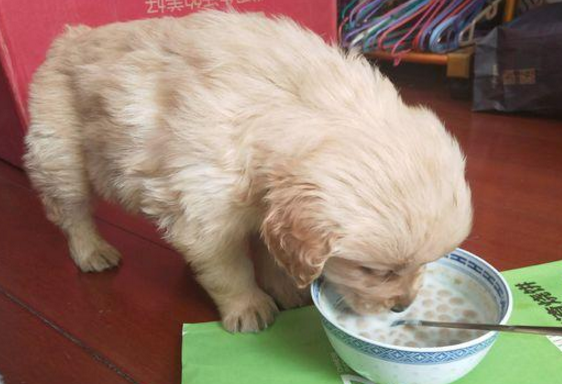 送捡来的狗狗去宠物店洗澡,被前主人索要,在店里就开始叫嚣起来休闲区蓝鸢梦想 - Www.slyday.coM 送捡来的狗狗去宠物店洗澡,被前主人索要,在店里就开始叫嚣起来休闲区蓝鸢梦想 - Www.slyday.coM