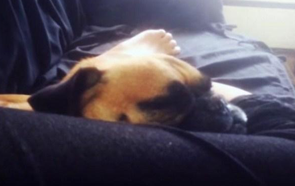 狗狗压住主人的腿死活不起来，主人大喊出门，狗狗一下子就醒了休闲区蓝鸢梦想 - Www.slyday.coM