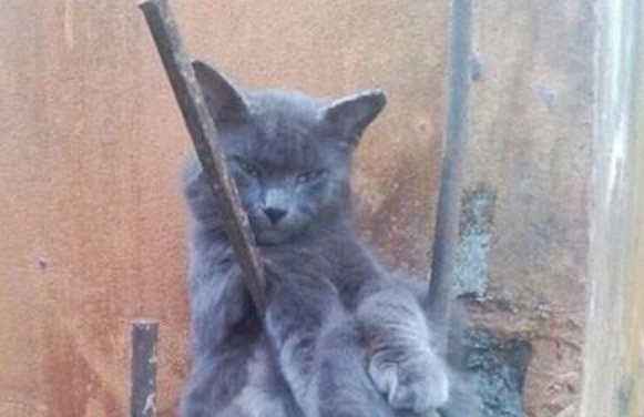 以为蓝猫出了什么意外,后来才发现,还是自己太单纯休闲区蓝鸢梦想 - Www.slyday.coM 以为蓝猫出了什么意外,后来才发现,还是自己太单纯休闲区蓝鸢梦想 - Www.slyday.coM