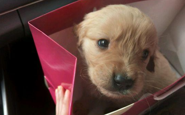 送捡来的狗狗去宠物店洗澡,被前主人索要,在店里就开始叫嚣起来休闲区蓝鸢梦想 - Www.slyday.coM 送捡来的狗狗去宠物店洗澡,被前主人索要,在店里就开始叫嚣起来休闲区蓝鸢梦想 - Www.slyday.coM