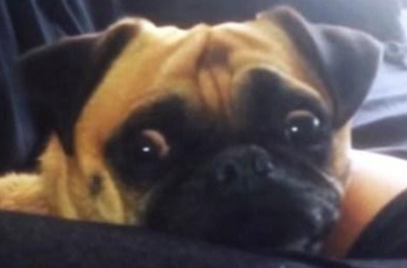 狗狗压住主人的腿死活不起来，主人大喊出门，狗狗一下子就醒了休闲区蓝鸢梦想 - Www.slyday.coM