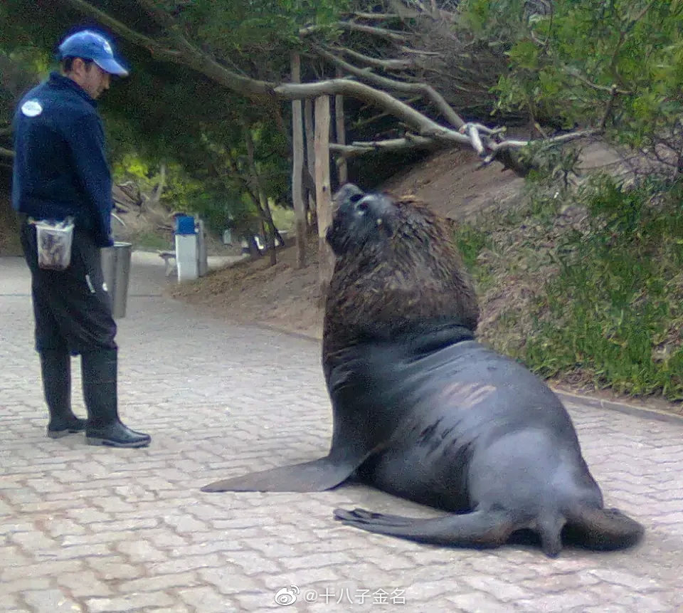 比亚迪海豹和海狮买哪个好 两款车型优势解析