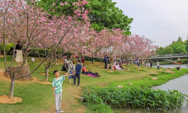 廣州黃埔嘆早茶創業公園觀賞櫻花享受愉快的週末時光