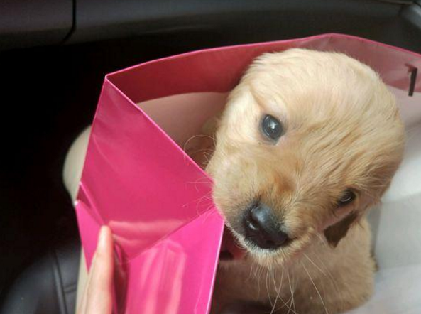 送捡来的狗狗去宠物店洗澡,被前主人索要,在店里就开始叫嚣起来休闲区蓝鸢梦想 - Www.slyday.coM 送捡来的狗狗去宠物店洗澡,被前主人索要,在店里就开始叫嚣起来休闲区蓝鸢梦想 - Www.slyday.coM