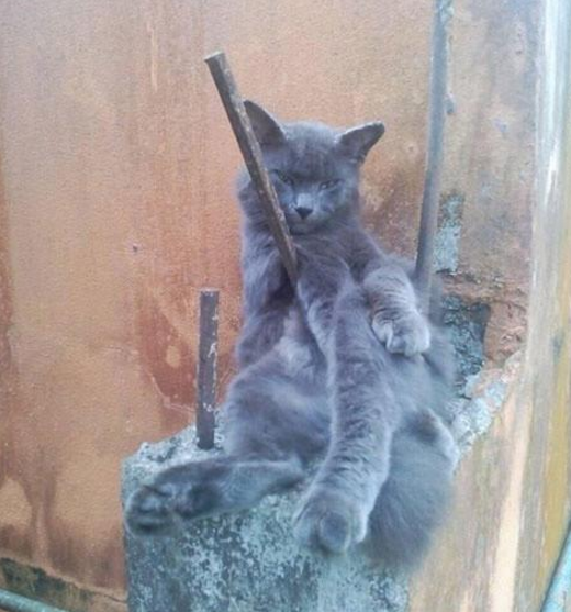 以为蓝猫出了什么意外,后来才发现,还是自己太单纯休闲区蓝鸢梦想 - Www.slyday.coM 以为蓝猫出了什么意外,后来才发现,还是自己太单纯休闲区蓝鸢梦想 - Www.slyday.coM