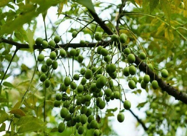 一种树在农村很常见开花香味十足果子也有价值人称楝果子