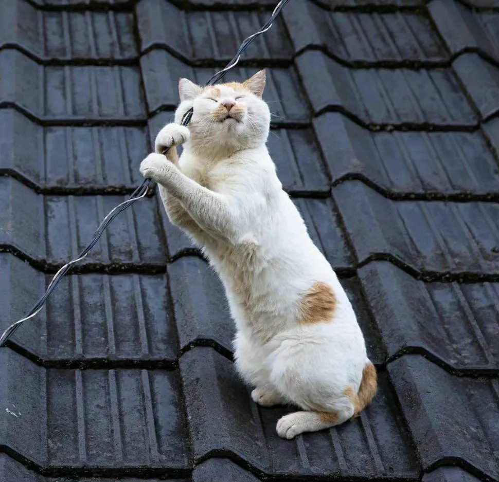 抓拍猫咪的精彩瞬间每一张都喜感十足