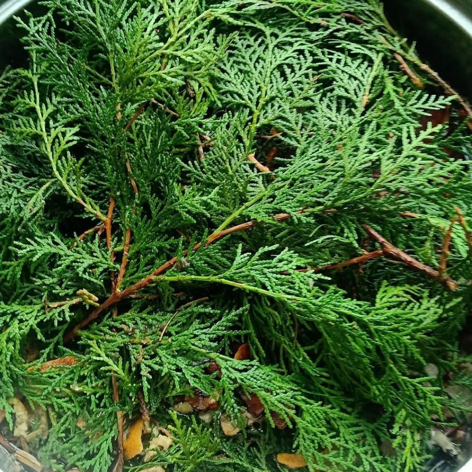 侧柏叶何首乌洗发皂测评真实