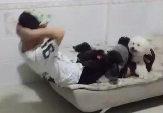 帮主人压腿的狗狗，没等主人起身就全跑了，瞬间摔了个狗吃屎休闲区蓝鸢梦想 - Www.slyday.coM