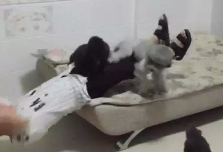 帮主人压腿的狗狗,没等主人起身就全跑了,瞬间摔了个狗吃屎休闲区蓝鸢梦想 - Www.slyday.coM 帮主人压腿的狗狗,没等主人起身就全跑了,瞬间摔了个狗吃屎休闲区蓝鸢梦想 - Www.slyday.coM