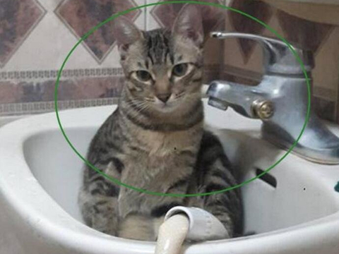 猫咪洗澡视频 0cd5-235a1bc44fc4fc23d660d1a128735aad.jpg