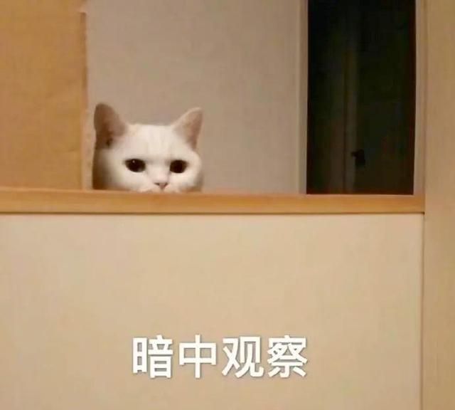 猫咪喜欢暗中观察到底是什么心理