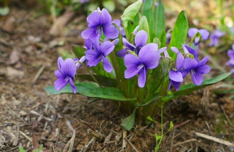农村一种开紫花的野草素有解毒草之称常挖来当野菜吃