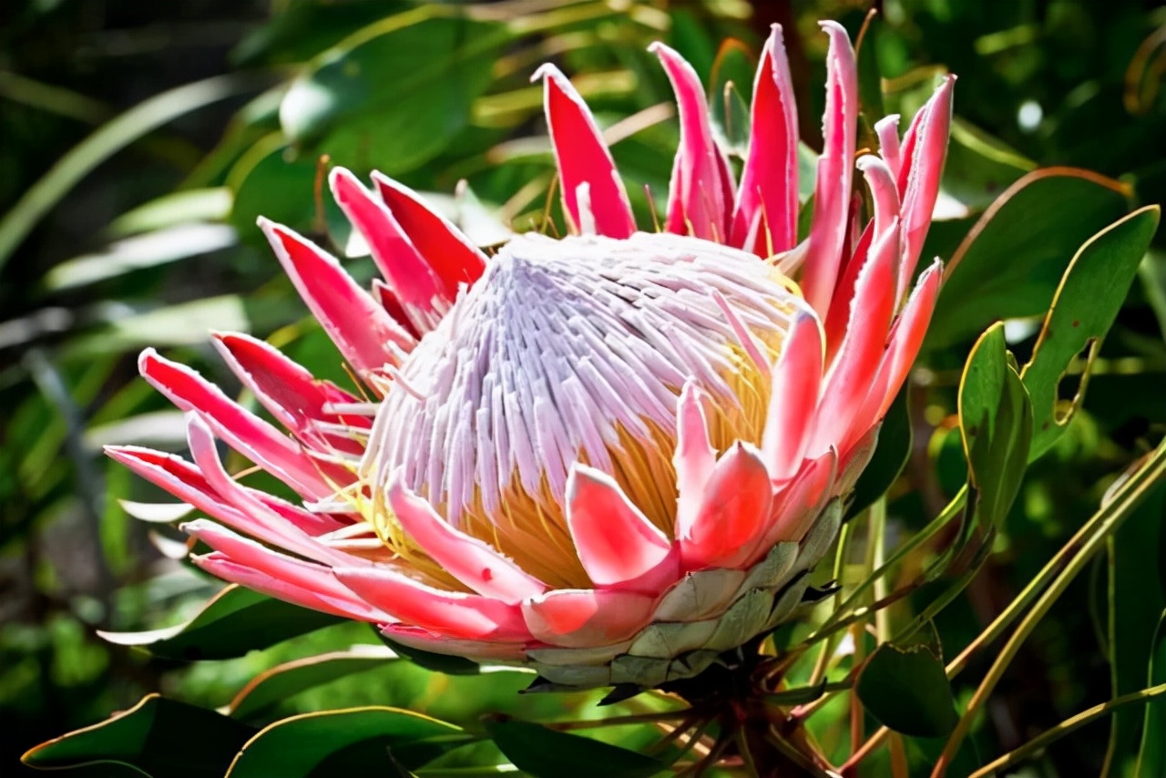 8种价格昂贵的花卉一盆好几百有钱了一定要买一盆来养