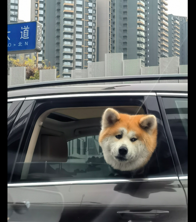 狗狗坐在汽车上面探出头一脸的忧郁表情这是有什么心事呀