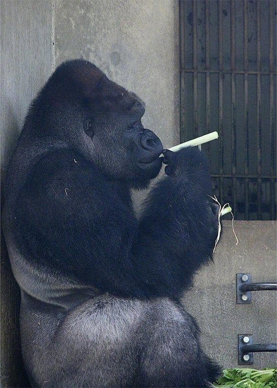 岛国东山动植物园里有一只拿着葱假装自己在吸烟的猩猩