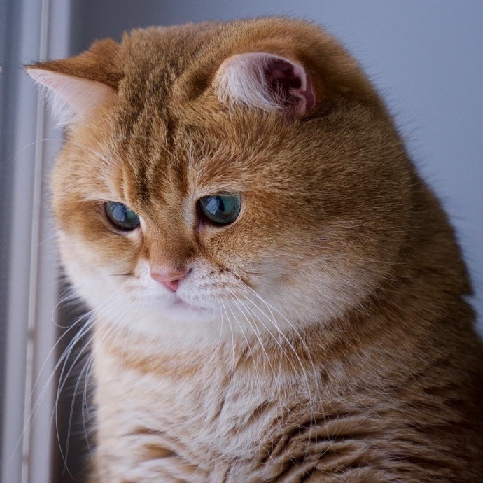 这只来自俄罗斯的橘猫叫hosico就喜欢吃和睡还懒得动
