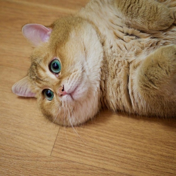 这只来自俄罗斯的橘猫叫hosico就喜欢吃和睡还懒得动