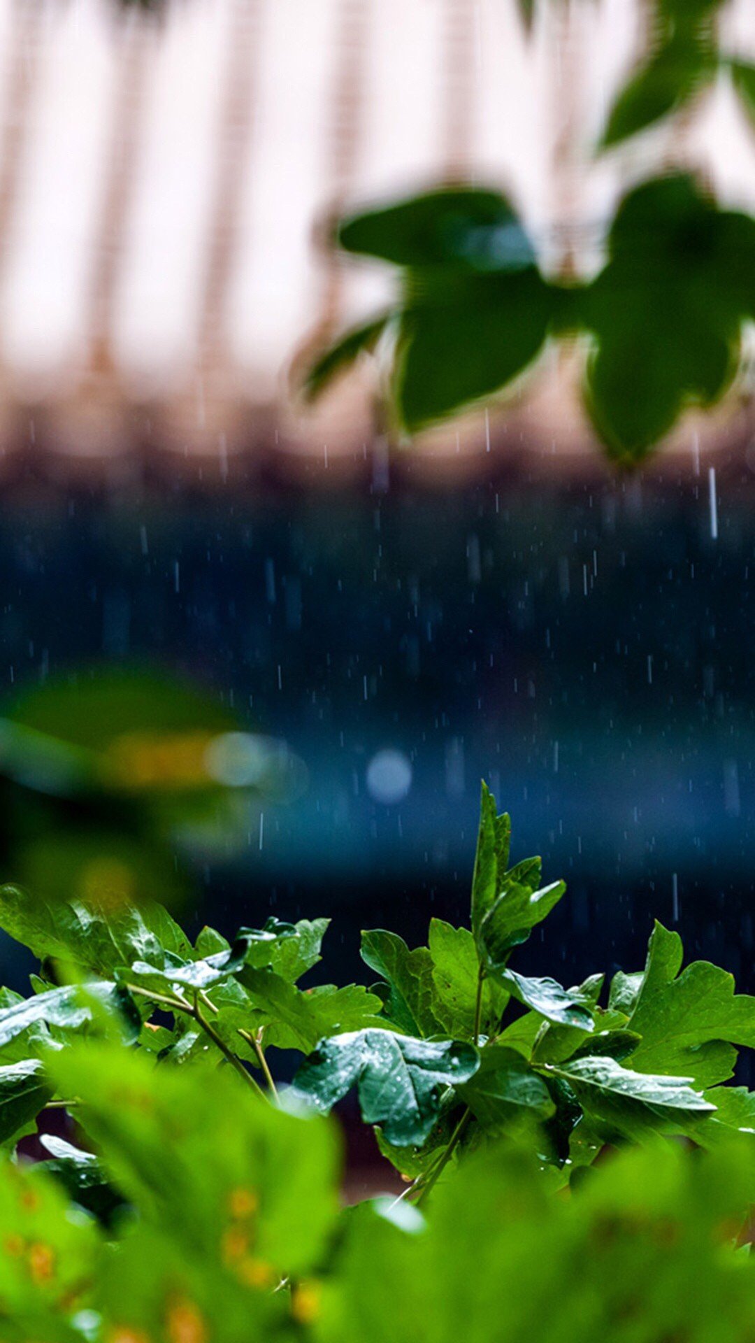 春风春雨花经眼江北江南水拍天
