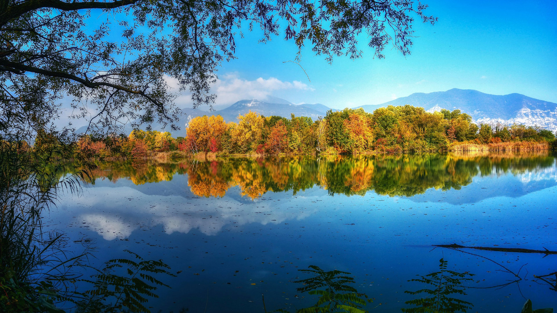 眼神逐渐逃离书本轻轻飘向窗外油画质感的大树