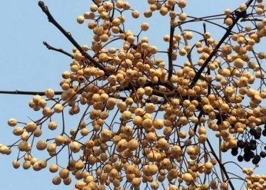 一种树在农村很常见开花香味十足果子也有价值人称楝果子