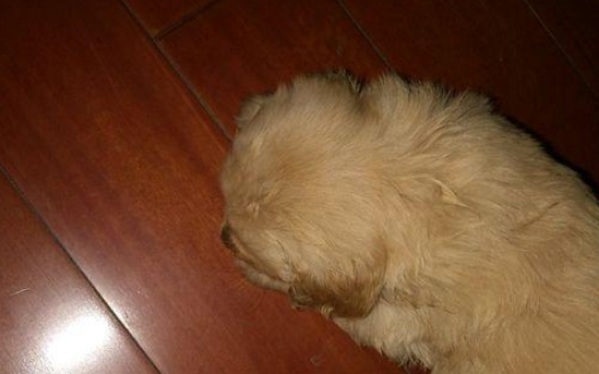 送捡来的狗狗去宠物店洗澡,被前主人索要,在店里就开始叫嚣起来休闲区蓝鸢梦想 - Www.slyday.coM 送捡来的狗狗去宠物店洗澡,被前主人索要,在店里就开始叫嚣起来休闲区蓝鸢梦想 - Www.slyday.coM