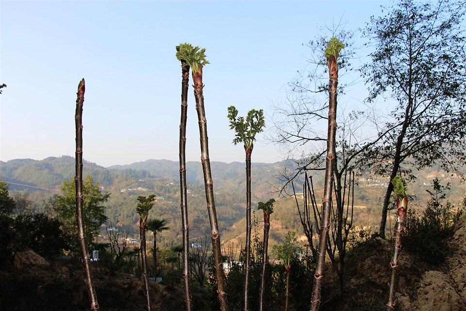 昌宁树头菜新鲜上市