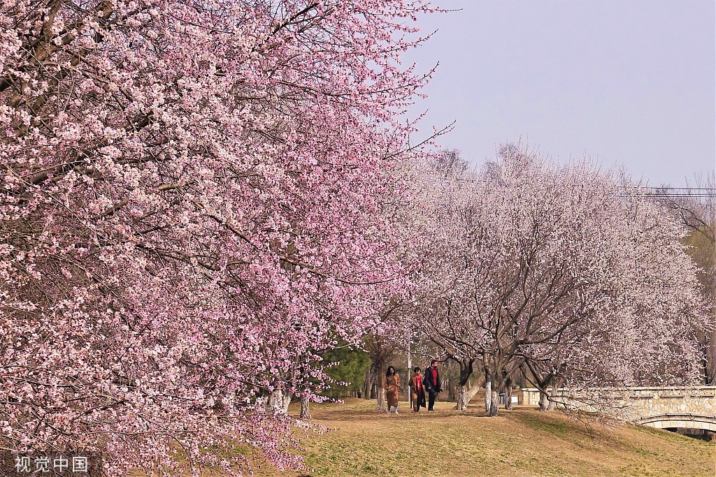 北京奥森公园桃花谷山桃花进入盛花期