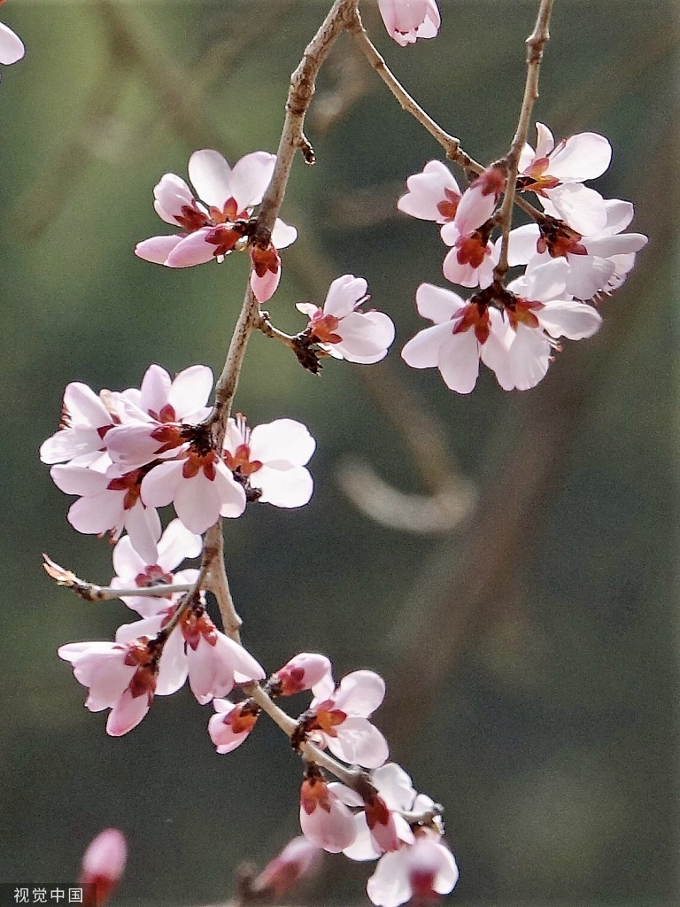 北京奥森公园桃花谷山桃花进入盛花期