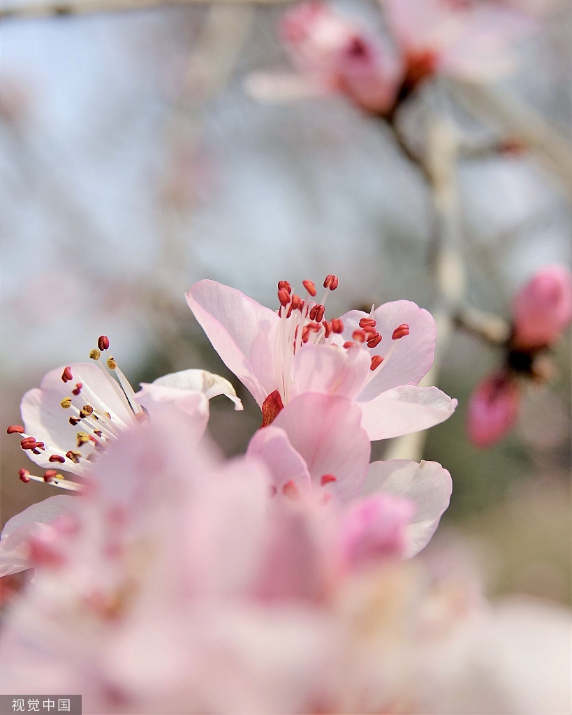 北京奥森公园桃花谷山桃花进入盛花期