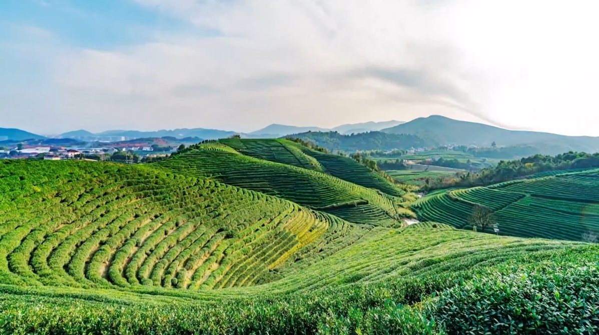 大力建设省级现代农业产业园,做大做强"揭西茶叶"
