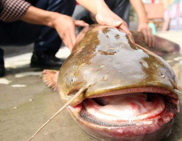 其实媚媚觉得鲶鱼有点丑萌丑萌的~~哈哈!
