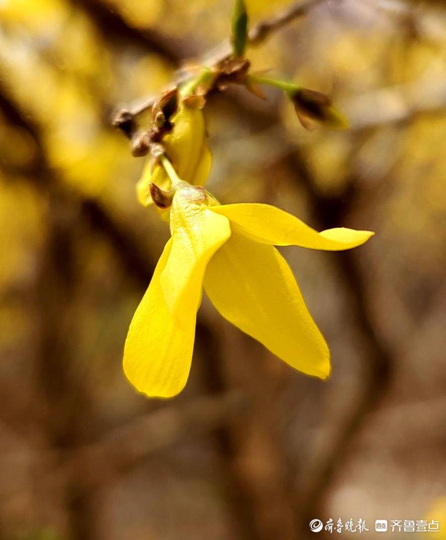 满枝金黄连翘花如金色的小鸟飞来飞去