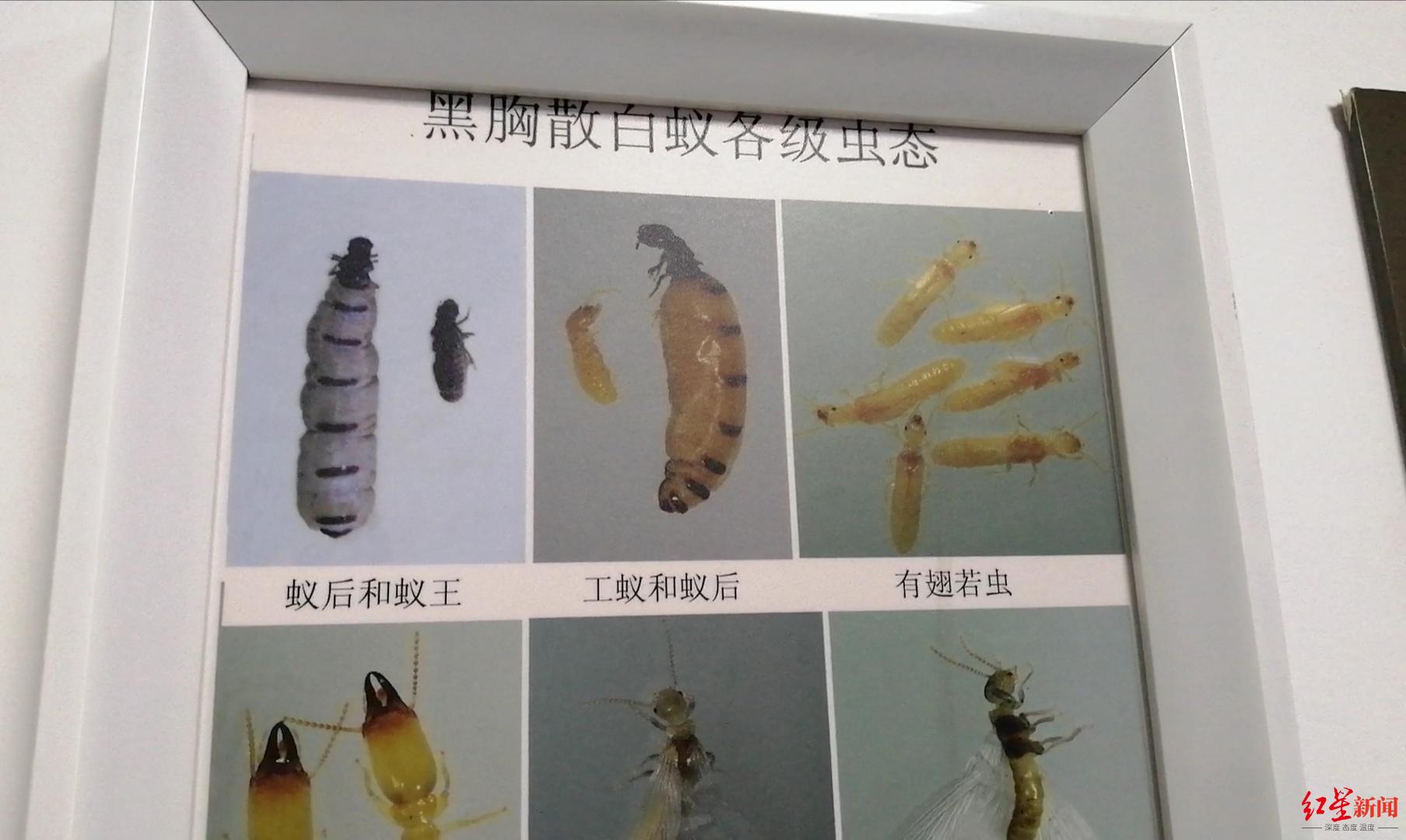 居民家踢脚线被蛀空成都白蚁分飞期马上到咋个申请灭蚁