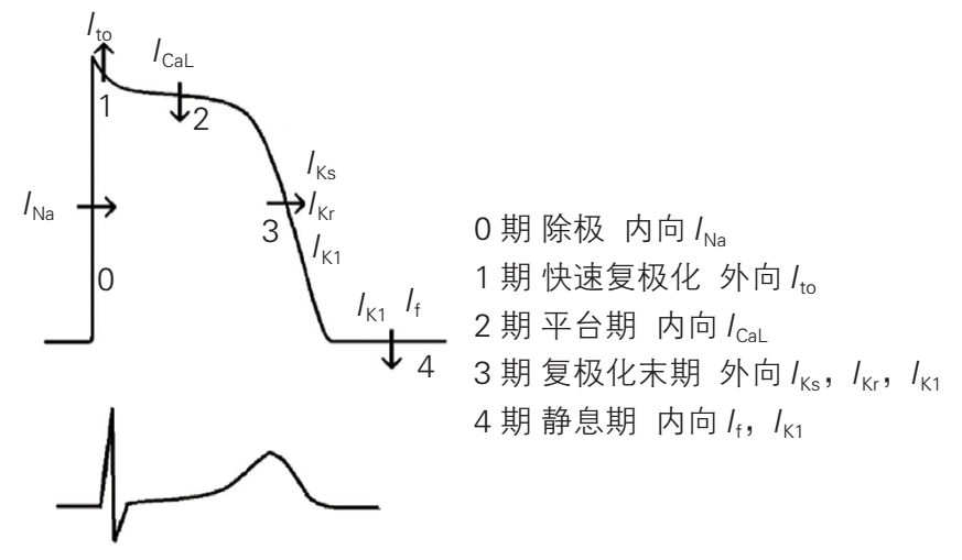 高钾血症时,应用钙离子可稳定细胞膜电位,使心肌细胞阈电位上移,静息
