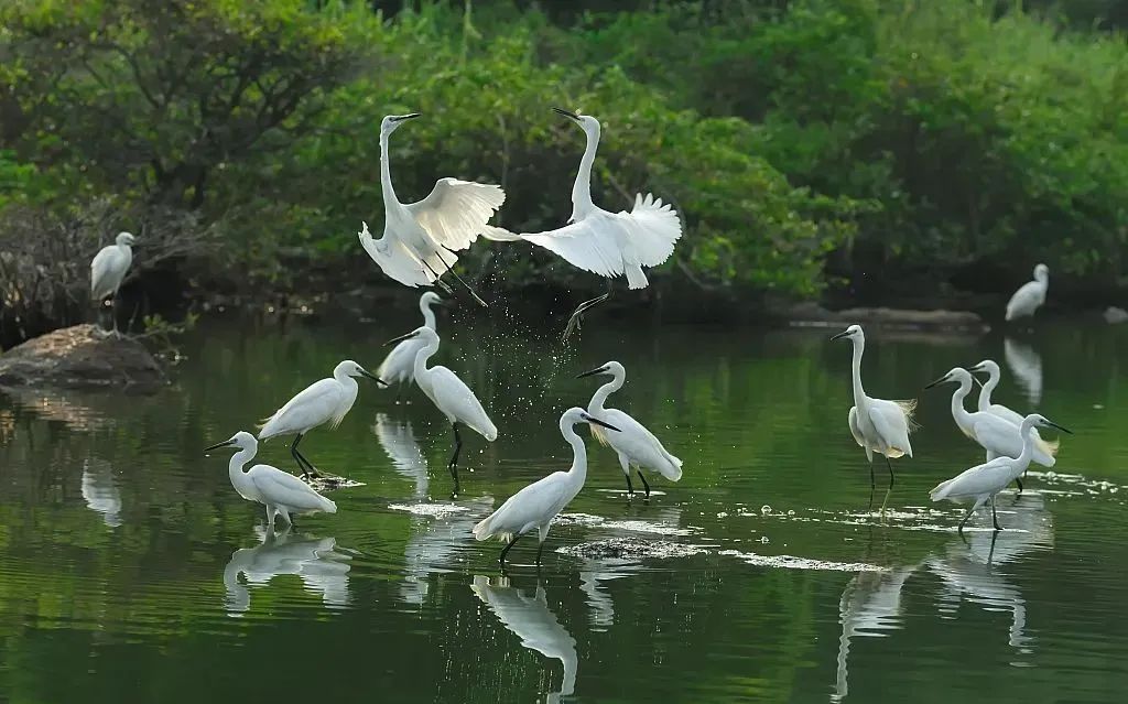 今日广东乡音冬日的小鸟天堂