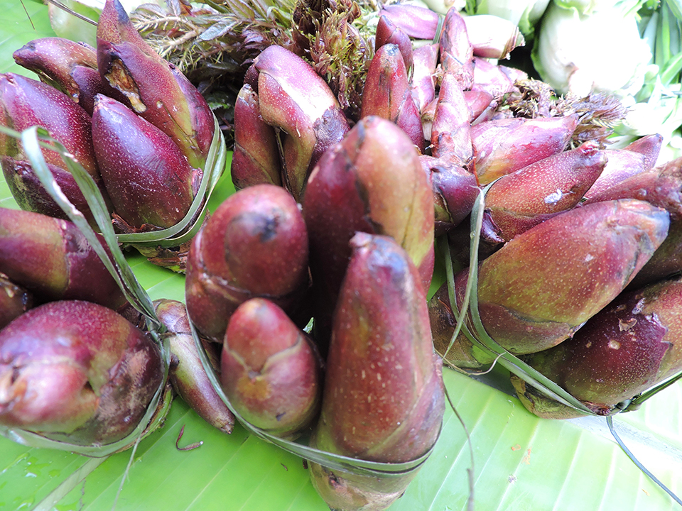 昌宁树头菜新鲜上市