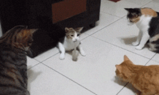 耗子躲进柜子底下,几只猫拼身材的时候到了,轮流着把自己往里塞休闲区蓝鸢梦想 - Www.slyday.coM 耗子躲进柜子底下,几只猫拼身材的时候到了,轮流着把自己往里塞休闲区蓝鸢梦想 - Www.slyday.coM